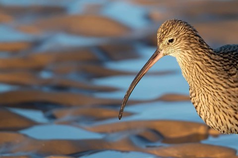 Eurasian curlew (Numenius arquata) adult wading bird head portrait, Norfolk, England, United