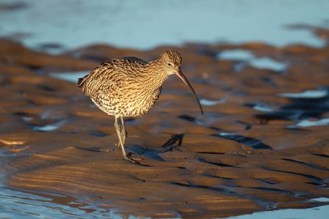 Eurasian curlew (Numenius arquata) adult wading bird on a coastal mudflat, Norfolk, England, United