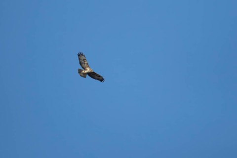 Common buzzard (Buteo buteo) adult bird of prey flying in a blue sky, England, United Kingdom