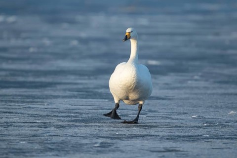 Whooper swan (Cygnus cygnus) adult bird walking on ice of a frozen lake in winter, England, United