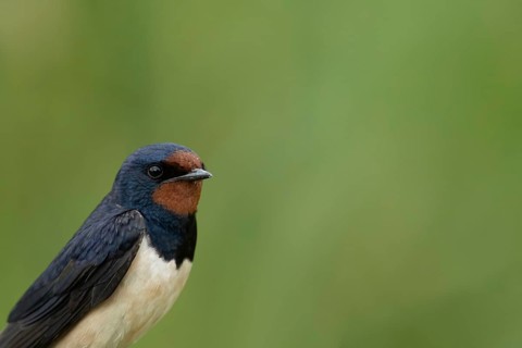 Barn swallow (Hirundo rustica) adult bird head portrait in summer, England, United Kingdom
