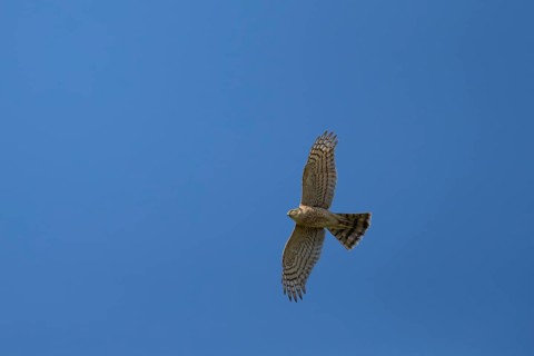 Eurasian sparrowhawk (Accipiter nisus) adult female bird of prey flying, England, United Kingdom