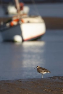 Eurasian curlew (Numenius arquata) adult wading bird on a coastal mudflat with a boat in the
