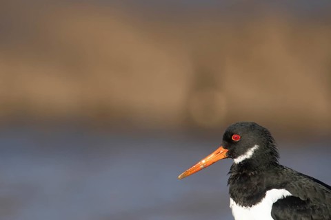 Eurasian oystercatcher (Haematopus ostralegus) adult wading bird head portrait, Norfolk, England,