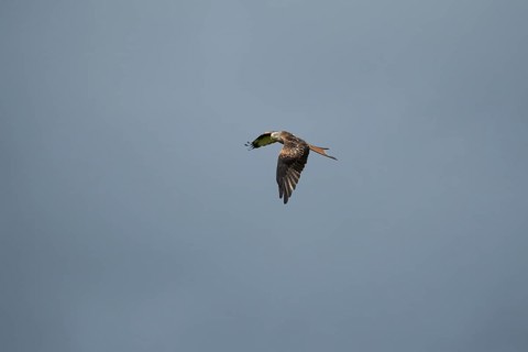 Red kite (Milvus milvus) adult bird of prey flying, England, United Kingdom