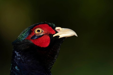 Common pheasant (Phasianus colchicus) adult male game bird head portrait, England, United Kingdom