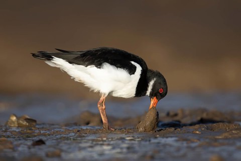 Eurasian oystercatcher (Haematopus ostralegus) adult wading bird feeding on a mussel shell on a