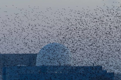 Eurasian starling (Sturnus vulgaris) adult birds flying in a flock in a murmuration in front of a