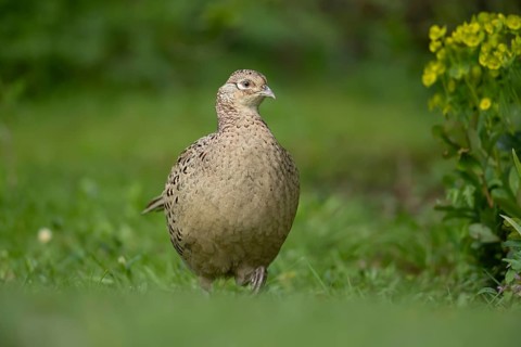 Common pheasant (Phasianus colchicus) adult female game bird on a garden grass lawn, England,