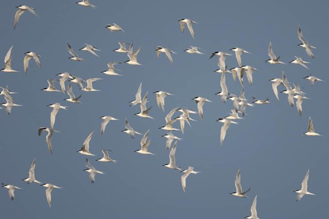 Sandwich tern (Thalasseus sandvicensis) adult birds flying in a flock in spring, RSPB Minsmere