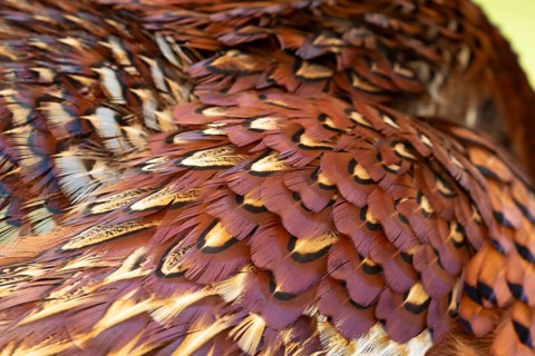 Common pheasant (Phasianus colchicus) adult male game bird close up of its feathers, England,