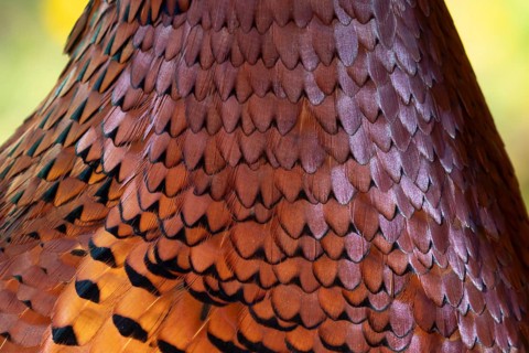 Common pheasant (Phasianus colchicus) adult male game bird close up of its neck feathers, England,