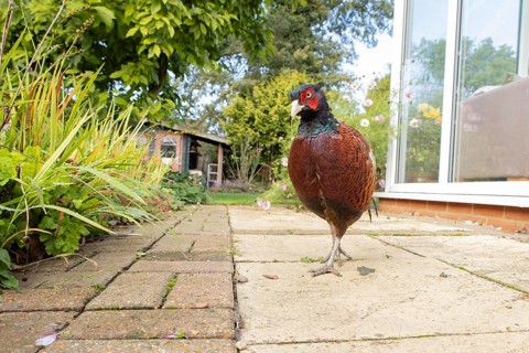 Common pheasant (Phasianus colchicus) adult male game bird on a garden patio in summer, England,