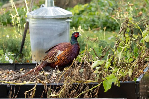 Common pheasant (Phasianus colchicus) adult male game bird on a garden raised bed in summer,