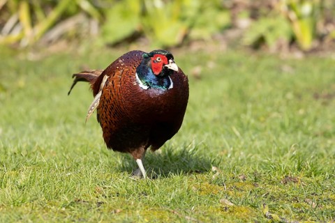 Common pheasant (Phasianus colchicus) adult male game bird on a garden grass lawn in spring,