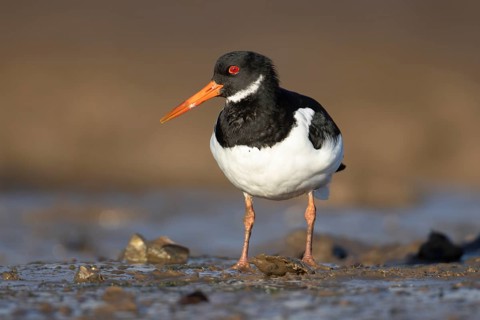 Eurasian oystercatcher (Haematopus ostralegus) adult wading bird on a coastline, Norfolk, England,