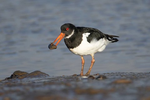 Eurasian oystercatcher (Haematopus ostralegus) adult wading bird carrying a mussel shell in its