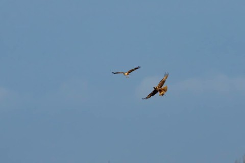 Marsh harrier (Circus aeruginosus) adult male and female birds flying in spring, RSPB Minsmere
