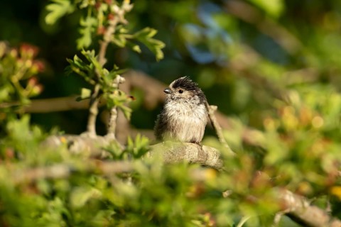 Long tailed tit (Aegithalos caudatus) adult bird in a hedgerow in summer, England, United Kingdom