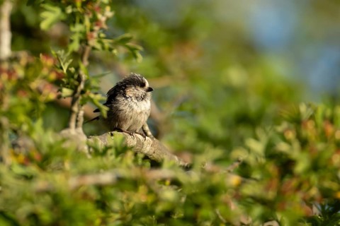 Long tailed tit (Aegithalos caudatus) adult bird sleeping in a hedgerow in summer, England, United