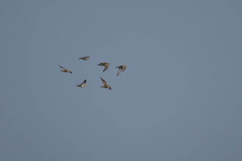 Golden plover (Pluvialis apricaria) six adult wading birds flying in a flock, England, United
