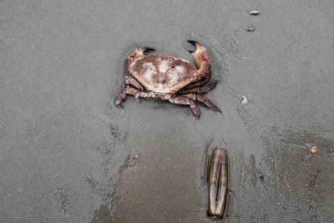 Edible crab (Cancer pagurus) and sword-shaped razor clam (Ensis ensis) on the North Sea beach,