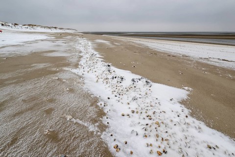 North Sea beach with cockles (Cerastoderma edule) in the snow, Langeoog, Lower Saxony, Germany