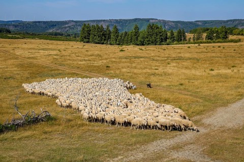 Schleiden, North Rhine-Westphalia, Germany — Eifel National Park. Herds of sheep on the Dreiborn