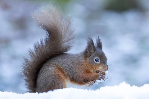 Red squirrel (Sciurus vulgaris) adult animal eating a nut in snow in winter, Yorkshire, England,