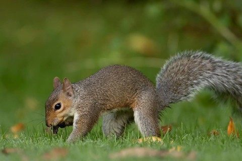 Grey squirrel (Sciurus carolinensis) adult animal burying a nut in a garden grass lawn in autumn,