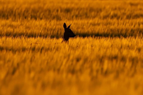 Roe deer (Capreolus capreolus) silhouette of an adult female doe animal in a farmland cereal field