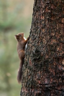 Red squirrel (Sciurus vulgaris) adult animal on a tree trunk in a woodland in winter, Yorkshire,