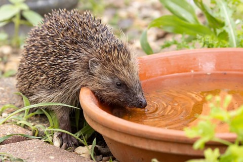European hedgehog (Erinaceus europaeus) adult animal drinking water from a ground level plant pot
