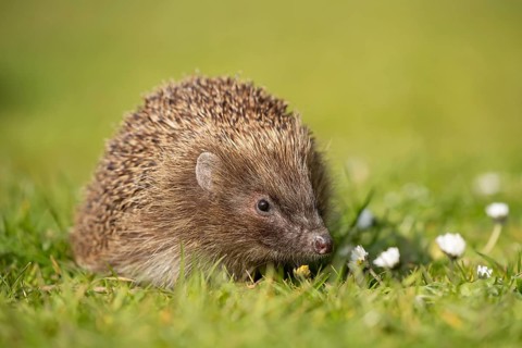 European hedgehog (Erinaceus europaeus) adult animal on a garden grass lawn with daisy flowers in
