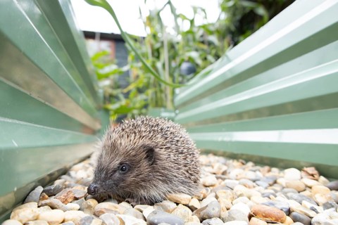 European hedgehog (Erinaceus europaeus) adult animal on a garden shingle path between two raised