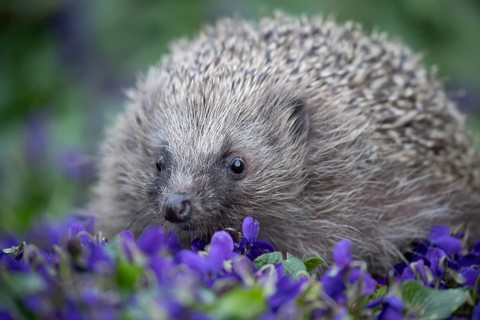 European hedgehog (Erinaceus europaeus) adult animal on a garden border with blue Violet flowers in