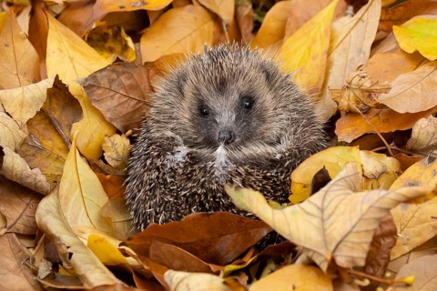 European hedgehog (Erinaceus europaeus) adult animal curled in a ball for hibernation on fallen