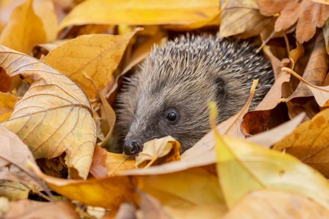 European hedgehog (Erinaceus europaeus) adult animal during hibernation emerging from a pile of