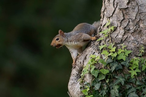 Grey squirrel (Sciurus carolinensis) adult animal on a tree trunk, England, United Kingdom