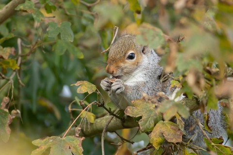 Grey squirrel (Sciurus carolinensis) adult animal feeding on Field maple tree seeds on a branch in