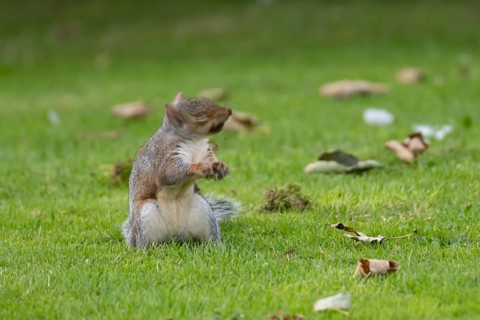 Grey squirrel (Sciurus carolinensis) adult animal shaking its head on a garden grass lawn in