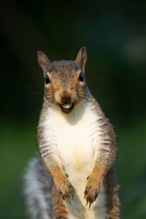 Grey squirrel (Sciurus carolinensis) adult animal with a hazel nut in its mouth in autumn, England,