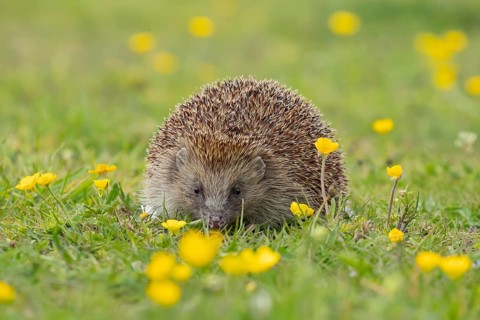 European hedgehog (Erinaceus europaeus) adult animal on a countryside grass meadow with Buttercup