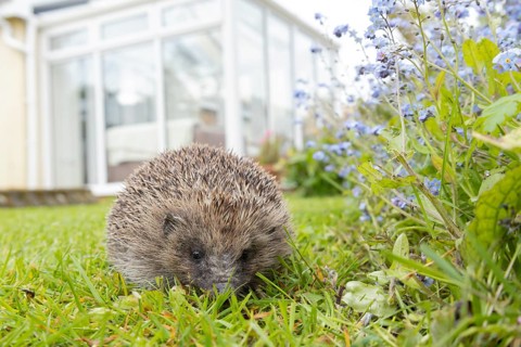European hedgehog (Erinaceus europaeus) adult animal on a garden grass lawn with an urban house in