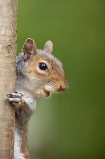 Grey squirrel (Sciurus carolinensis) adult animal head portrait, England, United Kingdom