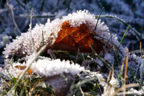 Hoarfrost, autumn leaf, wintertime, Germany