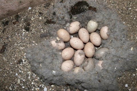 Goosander (Mergus merganser) Nest and clutch of 16 eggs in a nesting box in a field barn, Allgäu,