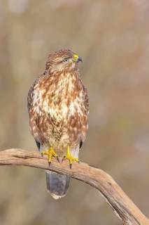 Buzzard (Buteo buteo) sitting attentively on a branch, wildlife, animals, birds, bird of prey,