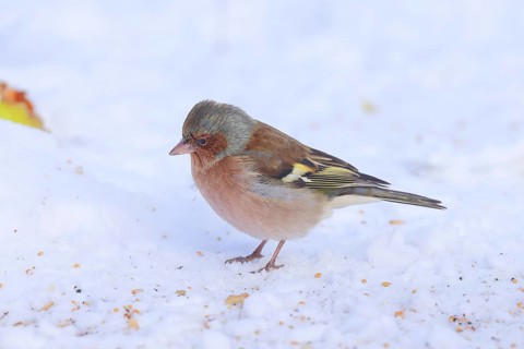 Chaffinch (Fringilla coelebs), male in winter dress, looking for food at the winter feeding place