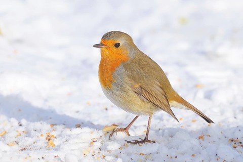 Robin (Erithacus rubecula), looking for food at the winter feeding place in snow, wildlife, winter,